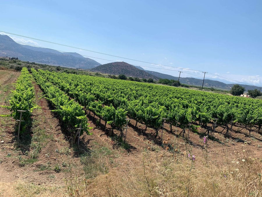 rows of vines at ''Lykos Winery' vineyards in the background of trees and mountains in the dense fog day